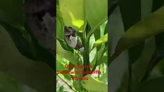 Chrysalis - Giant Swallowtail butterfly 🦋