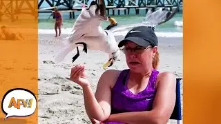SWIPED the Fail Right Outta Her Fingers 😂  Best Funny Animal Thieves  AFV 2022