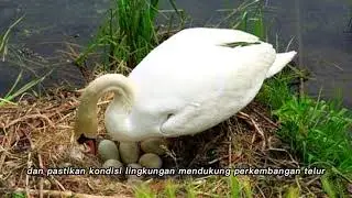 Berapa Lama Angsa Mengerami Telurnya?