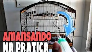 COMO AMANSAR SEU PASSARO RAPIDO E FACIL / MANO TOM