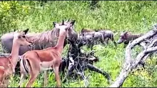 Warthog with 4 Piglets near the impala herd 12/23/ 25