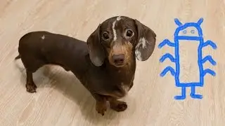 Dachsund vs. Bug