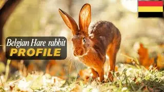 Belgian Hare Rabbit 🐇 | Elegant Racing Breed from Belgium 🇧🇪 | History & Care Guide
