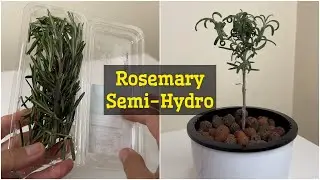 I regrow store bought Rosemary cuttings in Semi-Hydro and this is what happen after 2 months!