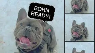 My Frenchie Thinks He Runs the Dog Park