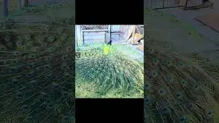 How a Peacock Shows His Love? #peacocklovers #PeacockDisplay #NatureMoments #CourtshipDance