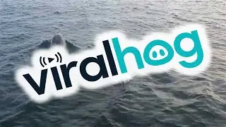 Dolphins Play Around a Boat at the Farne Islands || ViralHog