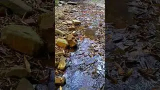 Soft Forest Stream Sounds 8K/Nature Music/Relaxing Mountain Water Sound/Peaceful River Flowing