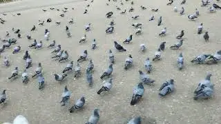 🍽️🕊️ Morning Melody: Breakfast Time for City Pigeons | @TriceOfLife Breakfast 🍽️time🕙 for 🕊️pigeons