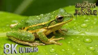Wildlife in 8K Ultra HD &ndash; Incredible Animals of the Wild