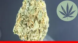 Pure Love - All About This Strain