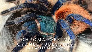 The Fascinating Chromatopelma Cyaneopubescens: Nature's Most Colorful Wildlife!