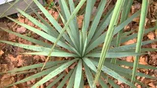 Yucca flaccida x reverchonii-thompsoniana hybrid