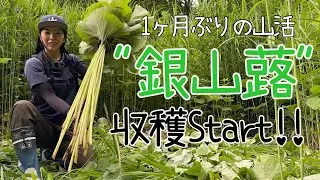 銀山蕗の収穫Start！！〜1ヶ月ぶりの山活〜