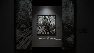 ผลงาน เมตตาธรรมค้ำจุนโลก Tree Spirit Series