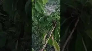 Gilas Ağaclarını Məhv Edən Xəstəlik: Kokomikoz Nədir #bağcılar #garden #nature  #bagban