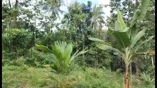 Nov 18,2025 banana lakatan spray growmore 