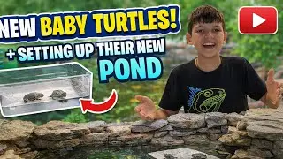 SURPRISE! Baby turtles and setting up their new home.