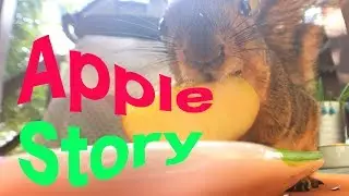 🍏Compilation of Apple, Apple, Apple...The Many Ways that Squirrels Eat Apples🍎🐿