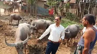 মহিষের ভ্যাক্সিনেশন ক্যাম্পেইন জকিগঞ্জ সিলেট