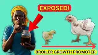 Petani SEMBUNYIKAN Trik Ini! Pertumbuhan Ayam Pedaging 2X Lebih Cepat Hanya dengan SATU Bahan! (T...