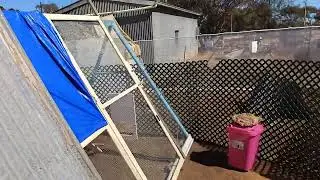 We have new chickens for the back yard farm no more shop eggs