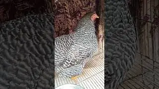 Play mouth rock Murghi kab andhy diny shoro kry ge?😮🤔🤔 #birds