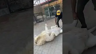 Lion Massage 😱