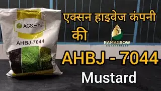 Mustard ahbj 7044 । Acsen hyveg। 7044 Sarso। Seeds 