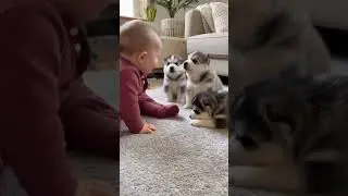 Cute Conversation Between Husky And Baby #viral #baby #dog #shorts