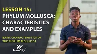 Lesson 15: Phylum Mollusca; Characteristics and Examples of animals in this Phylum | NECO 2022