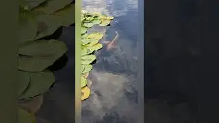 surprise koi carp,golden rudd and goldfish in local posh park