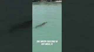 6 foot salt water crocodile in Key Largo, Fl #animals #crocodile #oceanlife #scary