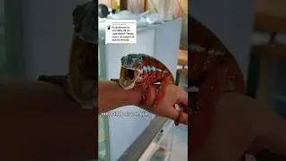 Duele la mordida de un camale&oacute;n 🤔? #camaleones #camale&oacute;n #chameleon #animales #reptiles