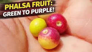 Phalsa Fruit Plant with Half-Ripe Green to Purple Fruit