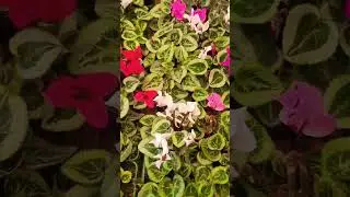 #B&Q Home Garden