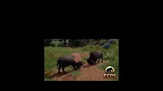 The Bison can do Jousting new update coming out soon on Ecos la brea  they gonna add
