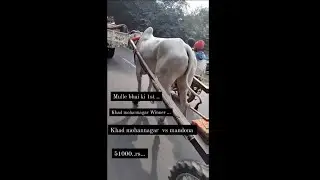 मुले khad bail race gangji 2021 winner bail #jhotarace #bailrace