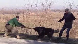 Can These Powerful Dogs Handle the Ultimate Protection Test?