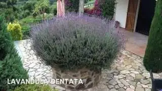 Lavandula dentata. Garden Center online Costa Brava - Girona.