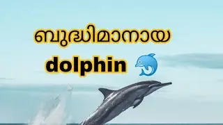 Dolphins have saved humans!! മനുഷ്യനെ രക്ഷിക്കുന്ന dolphin 🐬!!!!!!