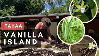Discover the Magic of Tahitian Vanilla 🍨🌺: A Behind-the-Scenes Adventure 🎉