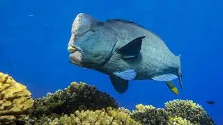 Fish Fact No.45 - Green Humphead Parrotfish