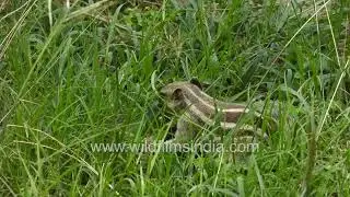 Peaceful Moment of an Indian Palm Squirrel Feeding