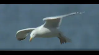 BBC One   Iolo's Jewels of Wales, Water, Iolo explores Ceredigion coast path &mdash; Mozilla Firefox 2025