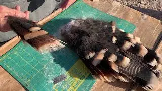 Cleaning a Wild Turkey Tail Fan