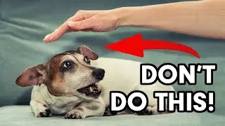 3 Things Most Pet Owners Do That Dogs Hate | From A Veterinarian Dr. Gavin Casper