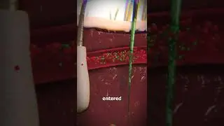 Как охотники использовали ядовитых лягушек-дротиков 😲
