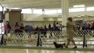 Atlanta Dog Show Saturday #1