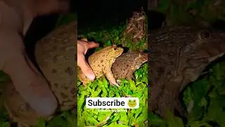 Frogs jump #frogvideo #short #funnyfrog #frogsounds